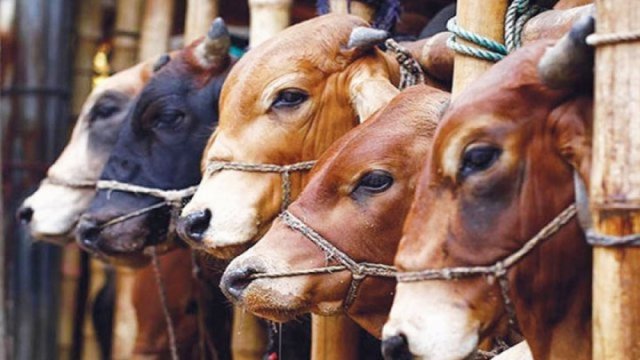 Over 1.04 crore animals sacrificed this year on Eid-ul-Azha - Dainikshiksha