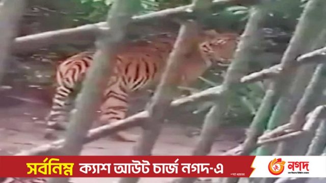 বন বিভাগের অফিসে আবারো বাঘ - দৈনিকশিক্ষা