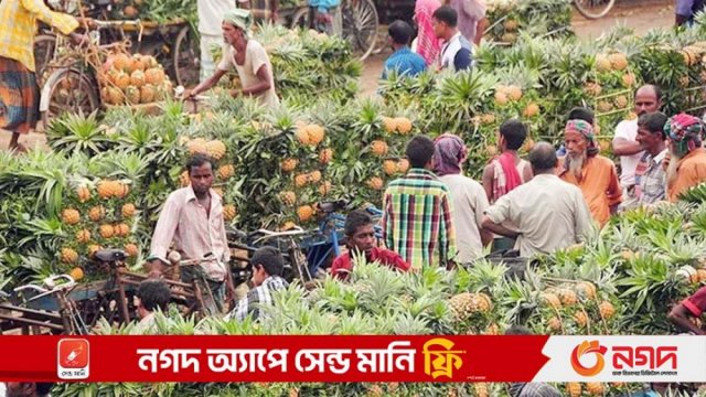 জিআই পণ্যের স্বীকৃতি পেলো মধুপুরের আনারস - দৈনিকশিক্ষা