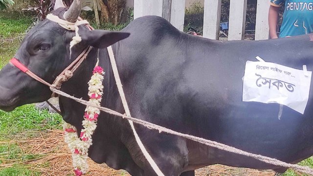 ঢাবিতে ভোজের জন্য আনা গরুর নাম ছাত্রলীগ সম্পাদক ‘সৈকত’