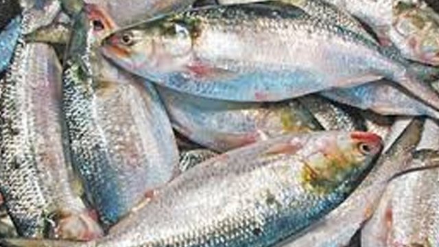 Bangladesh approves 3000 mts of Hilsa export to India ahead of Durga Puja - Dainikshiksha