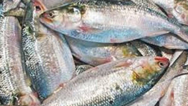 Hilsa being exported upon “special request” from India for Durga Puja - Dainikshiksha