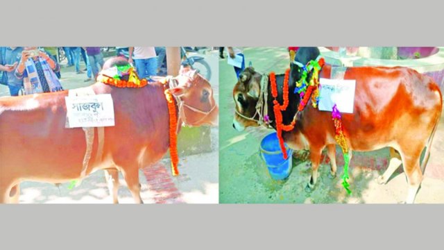 জবিতে ছাত্রলীগ নেতাদের নামে গরু আনা হলো ভোজের জন্য