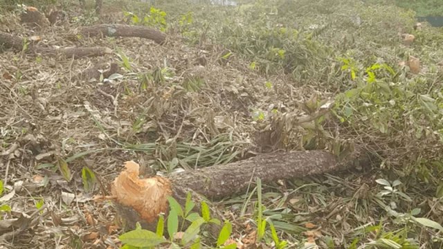 সিকৃবিতে পরিচ্ছন্নতার নামে কাটা হলো অর্ধশতাধিক গাছ