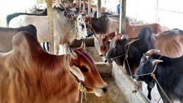 Sales of sacrificial animals begin tomorrow at 22 cattle markets in capital